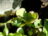Pistia stratiotes - Water Lettuce Shell Flower Jurassic Water Lettuce
