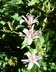 Tricyrtis hirta - Japanese Toad Lily Speckled Toad Lily