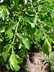 Ulmus parvifolia - Chinese Elm Lacebark Elm