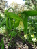 Uvularia grandiflora - Largeflower Bellwort Bellwort