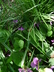 Viola labradorica - Labrador Violet Alpine Violet Dog Violet