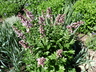 Dictamnus albus 'Purpureus' - Dittany Burning Bush Gas Plant