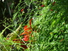 Russelia equisetiformis - Fountain Plant Coral Plant