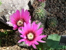Echinocereus fendleri - Fendler Hedgehog Cactus Pinkflower Hedgehog Cactus
