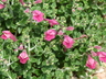 Scutellaria suffrutescens - Cherry Skullcap Pink Texas Scullcap
