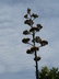 Agave parryi - Mescal Parry's Agave