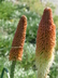 Kniphofia caulescens - Regal Torchlily Caulescent Red Hot Poker Lesotho Red-Hot Poker