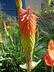 Kniphofia stricta - Red Hot Poker