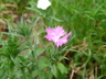 Dianthus [sold as FIRST LOVE (R)] - Dianthus