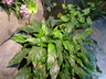 Spathiphyllum [sold as Lynise (TM)] - Peace Lily Spathe Flower