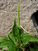 Pinellia pedatisecta - Fan-Leaf Chinese Green Dragon