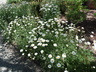 Tanacetum cinerariifolium - Dalmatian Insect-Flower Pyrethrum Dalmatia Pyrethrum Dalmation Daisy