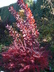 Cotinus coggygria - Smoke Tree Venetian Sumac Wig Tree