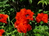 Papaver orientale 'T&uuml;Â&auml;rkenlouis' - Poppy
