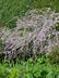 Buddleja alternifolia - Alternate-Leaved Butterfly Bush Fountain Butterfly Bush