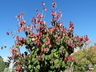 Prunus nigra 'Princess Kay' - Canadian Plum