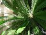 Encephalartos hildebrandtii - Cycad Mombasa Cycad