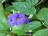 Thunbergia battiscombei - Blue Glory Blue Trumpet Vine Bush Thunbergia