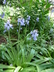 Hyacinthoides non-scripta - Bluebell English Bluebell Harebell Wood Bells