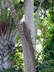 Caryota zebrina - Zebra Fishtail Palm Striped Fishtail Palm