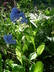 Mertensia virginica - Virginia Bluebells Virginia Cowslip