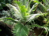 Ravenea glauca - Sihara Palm