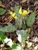 Erythronium americanum - Yellow Trout Lily Dog Tooth Violet Yellow Adder's Tongue