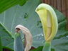Alocasia odora - Upright Elephant Ear Night Scented Lily
