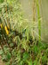Bambusa multiplex 'Silver Stripe' - Hedge Bamboo