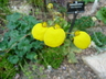 Calceolaria biflora - Yellow Slipperflower Two Flower Calceolaria