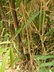 Phyllostachys nuda - Nude Sheath Bamboo Snow Bamboo