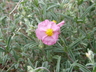 Helianthemum 'Wisley Pink' - Sun Rose