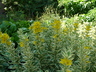 Lysimachia punctata 'Alexander' - Yellow Loosestrife Garden Loosestrife