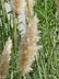 Cortaderia selloana 'Patagonia' - Pampas Grass