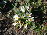 Crocus chrysanthus 'Ard Schenk' - Crocus Snow Crocus