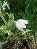 Pulsatilla vulgaris 'Alba' - Pasque Flower White Pasque Flower