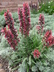 Echium russicum compact form - Red Feathers