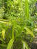 Arundinaria viridistriata - Dwarf Greenstripe Bamboo