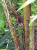 Aiphanes horrida - Coyure Palm Ruffle Palm Spine Palm