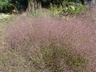 Muhlenbergia reverchonii 'PUND01S' [sold as UNDAUNTED (R)] - Ruby Muhly Seep Muhly Autumn Embers Muhly Grass