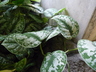 Scindapsus pictus - Silver Vine Satin Pothos Silk Pothos