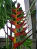 Heliconia orthotricha - Parrot Beak Flower Lobster Claw