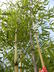 Phyllostachys aureosulcata f. spectabilis - Showy Yellow Groove Bamboo Yellow Groove Bamboo Stake And Forage Bamboo