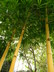 Bambusa vulgaris - Common Bamboo