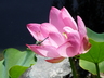 Nelumbo 'Rosy Clouds' - Sacred Lotus Lotus