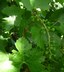 Vitis 'St. Theresa Seedless' - Seedless Grape