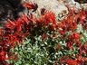 Monardella macrantha 'Marian Sampson' - Hummingbird Coyote Mint Red Monardella Hummingbird Trumpet Mint