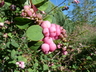 Symphoricarpos 'Scarlet Pearl' - Snowberry