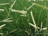Bouteloua gracilis 'Blonde Ambition' - Blue Grama Grass