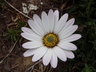 Osteospermum 'Avalanche' - Sun Daisy